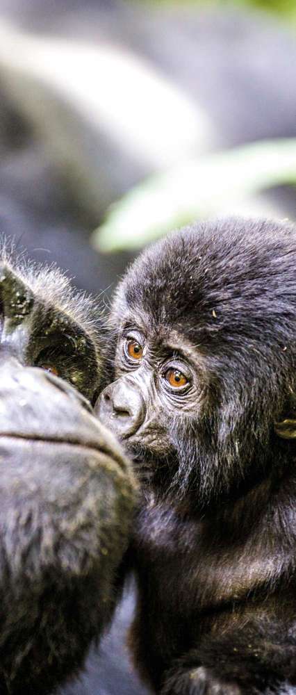 Gorilla with baby, Uganda