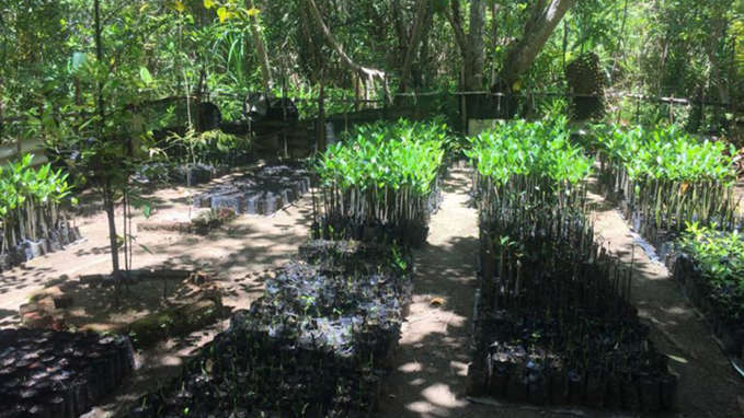 Mangrove Project