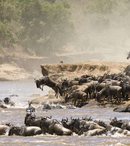 Wildebeast And Zebra Crossing The Mara River During The Great Migration, Tanzania