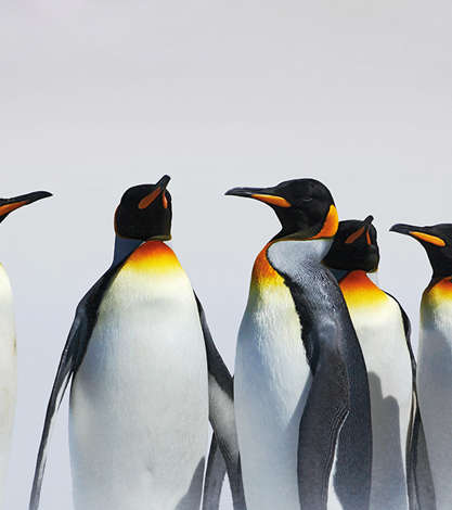 Penguins, Antarctica