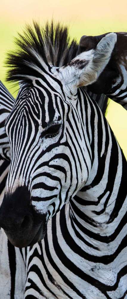 Wild Zebra, Zambia