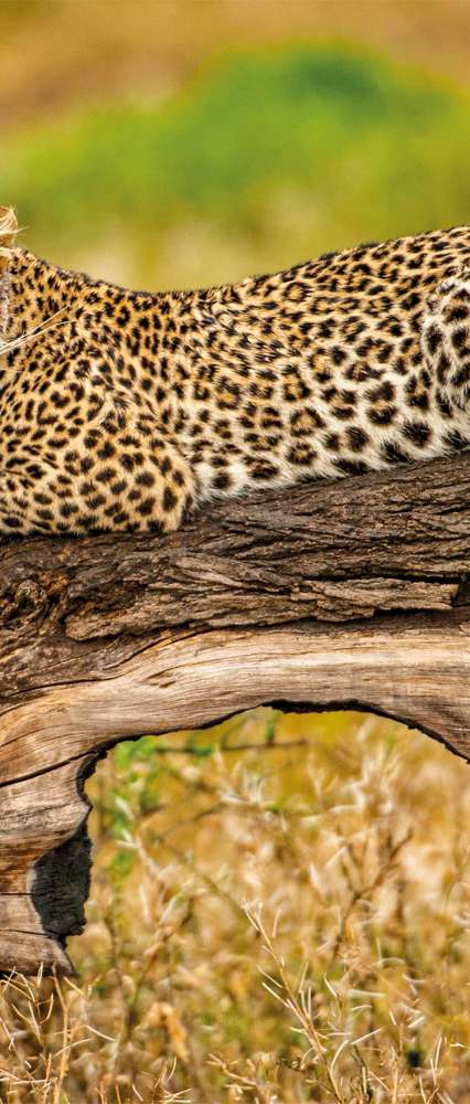 Leopard In Tree, Botswana