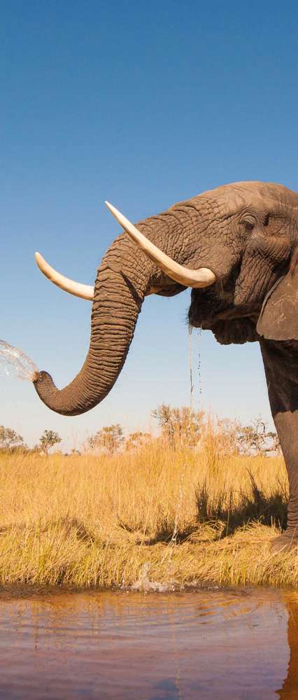 Elephant in National Park, Botswana