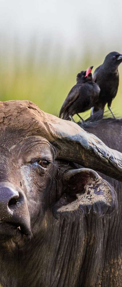 Buffalo In The Savannah With Birds On Its Back, Uganda