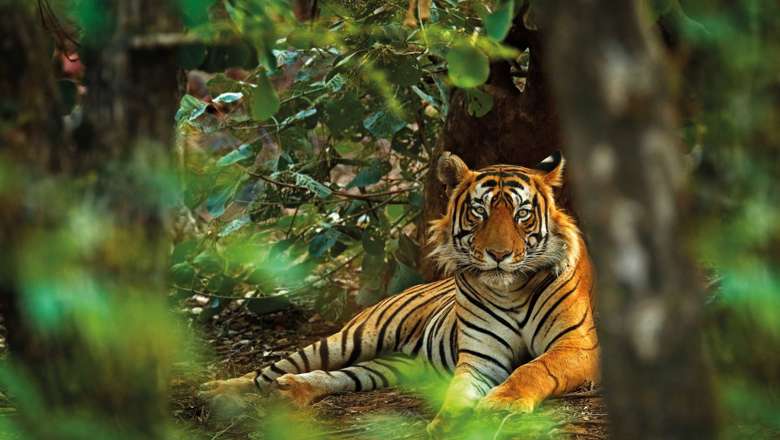 Indian Tiger, Ranthambore, India
