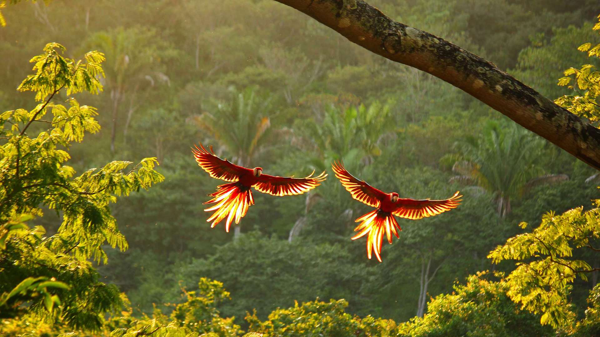 Scarlet Macaws Costa Ricaistock 1357649377