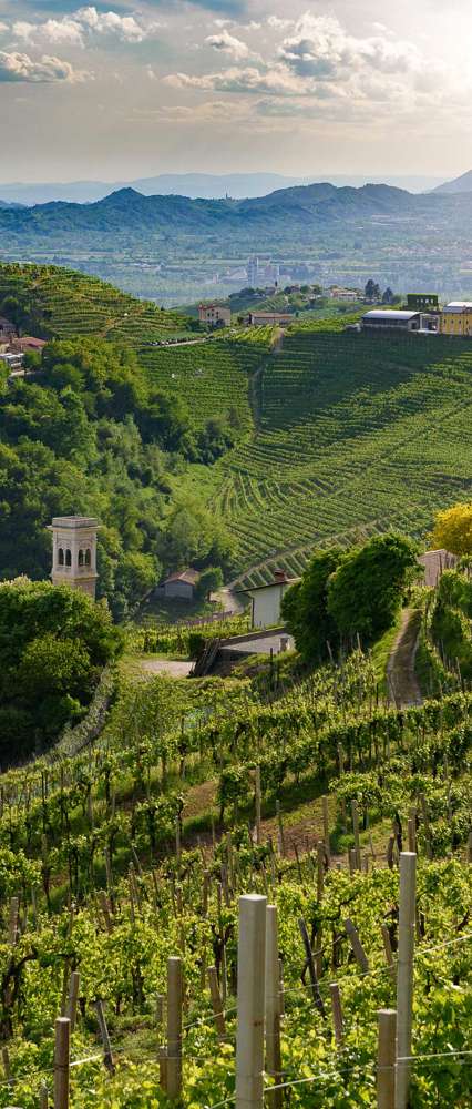 Prosecco Hills, Valdobbiadene And Santo Stefano, Italy