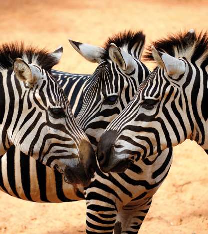 Zebras looking at each other, Kenya