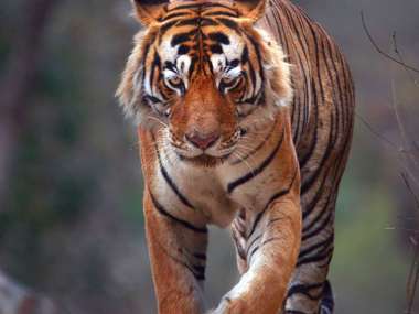 Bengal Tiger, Northern India
