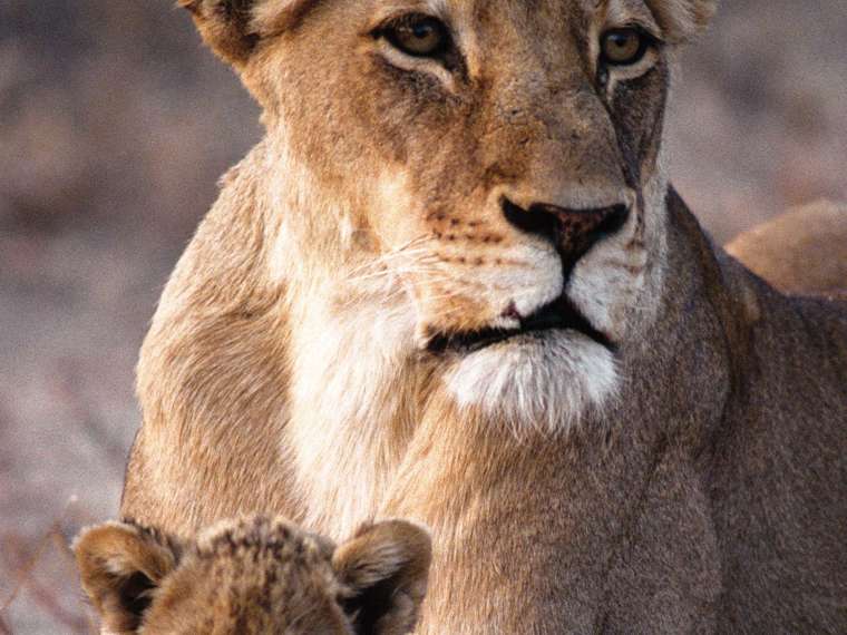 Lioness With Cub South Africa Courtesy SA Tourism