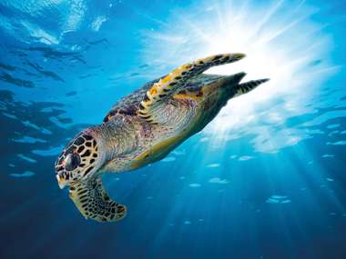 Hawks Bill Sea Turtle, Seychelles
