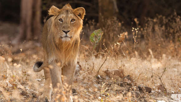 Asiatic Lion, Gir Forest National Park, Gujarat