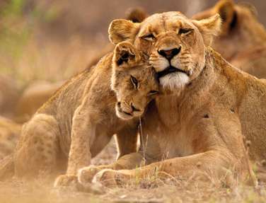 Lioness and Cub, Kruger National Park, South Africa
