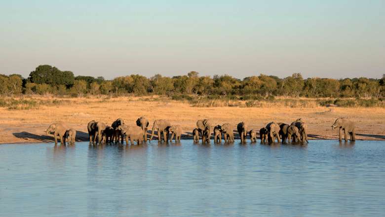 Elephants Waterhole Zimbabwe Africa DSC3776 Ext