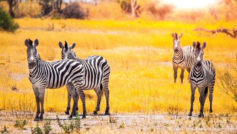 Zebras, Moremi Game Reserve, Okavango Delta, Botswana 