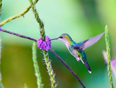 Purple Head Hummingbird, Costa Rica