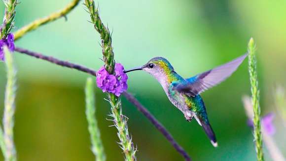 Purple Head Hummingbird, Costa Rica