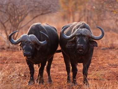 Buffalo Kruger National Park South Africa Shutterstock 571286875