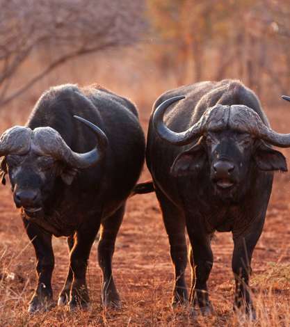 Buffalo Kruger National Park South Africa Shutterstock 571286875