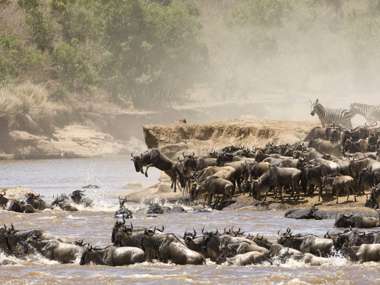 Wildebeast And Zebra Crossing The Mara River During The Great Migration, Tanzania