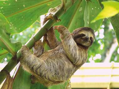 Sloth, Puerto Viejo, Costa Rica