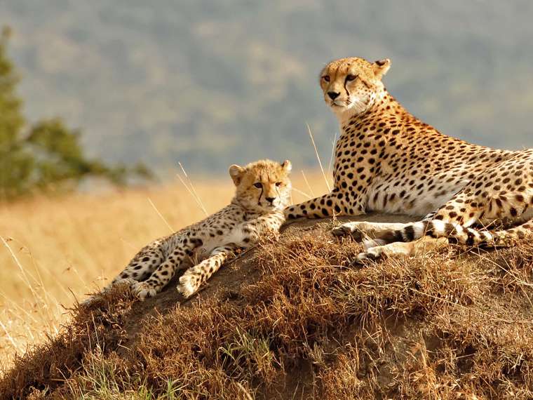 Cheetahs lying on a mound, Masai Mara