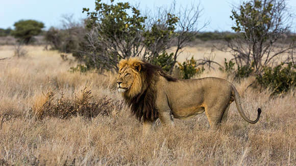 Lion, Tau Pan Camp, Kalahari, Botswana