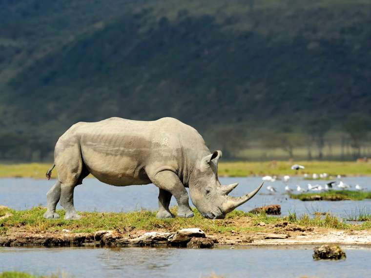 White Rhino Drinking Water, South Africa