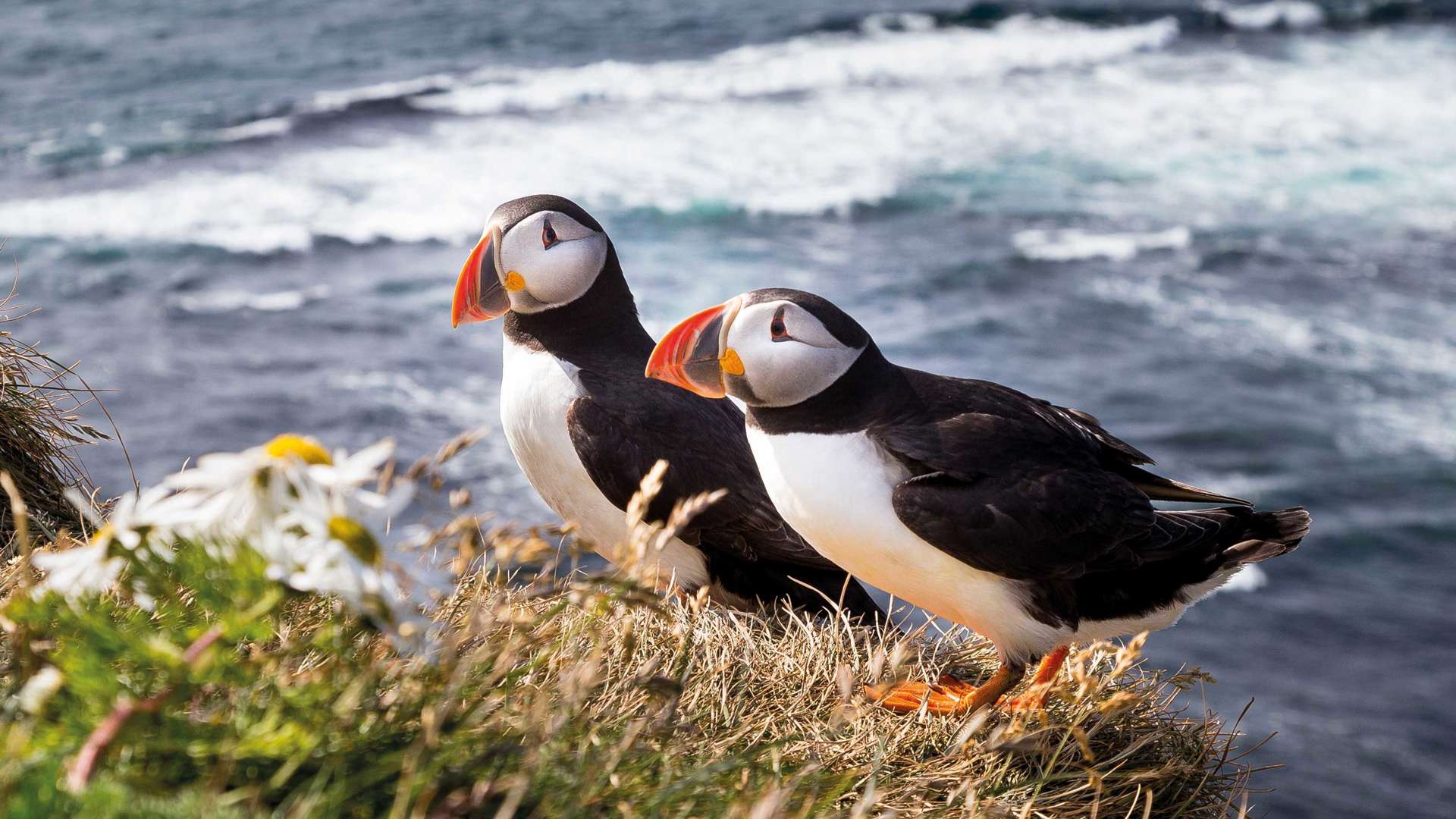 Puffins on outcrop