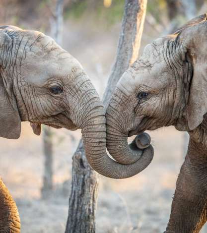 Elephants In Kruger National Park, South Africa