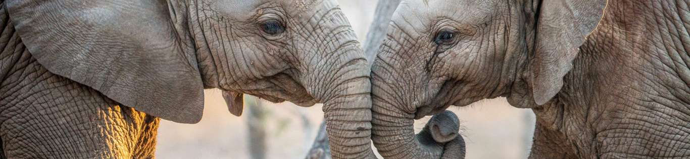 Elephants In Kruger National Park, South Africa