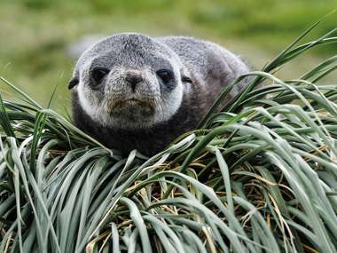 Fur Seal, Antarctica