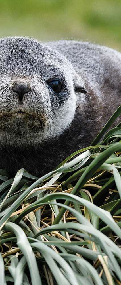 Fur Seal, Antarctica