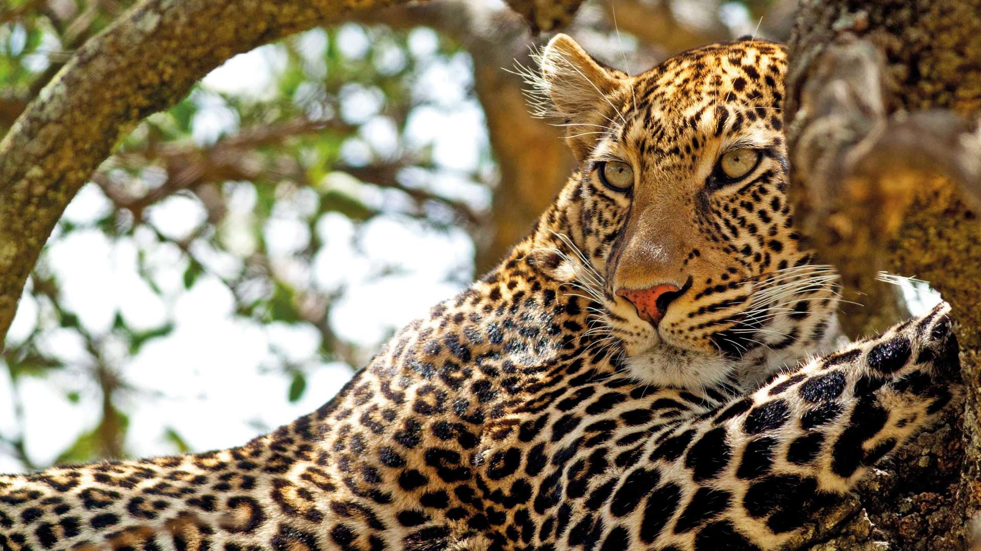 Leopard in tree, Masai Mara, Kenya