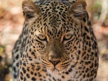 An African Leopard, Zambia