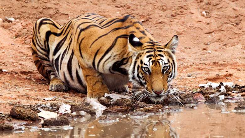 Bandhavgarh Tiger, India