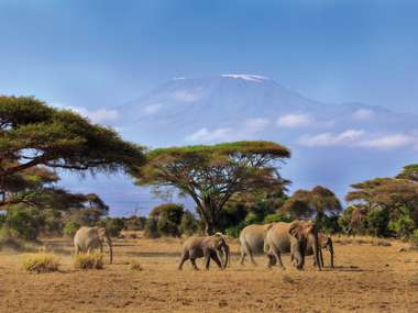 Elephants, Kilimanjaro, Amboseli National Park, Kenya 