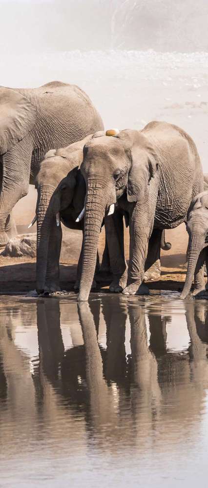 Elephants, Etosha National Park, Namibia