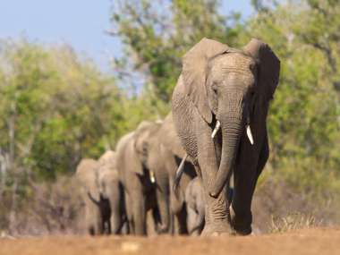 Elephants walking in a herd, Tanzania