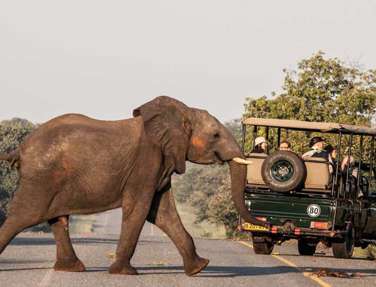 Chobe Safari Lodge, Chobe National Park, Botswana, Elephant