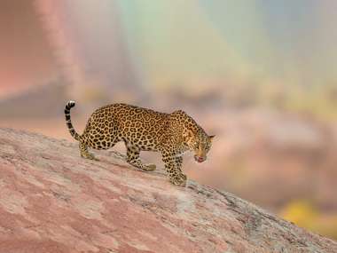 Leopard On The Hills Of Jawai, India