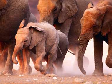 Baby Elephant with Elephants running, Namibia