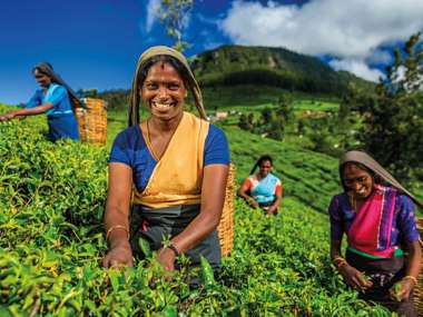 Tamil women plucking tea leaves on plantation, Ceylon, Sri Lanka