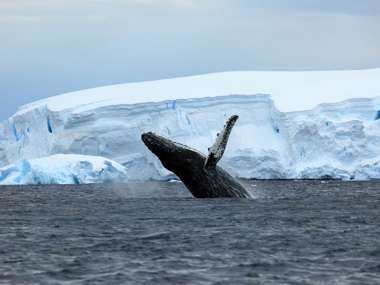 Humpback Whale In The Antarctica