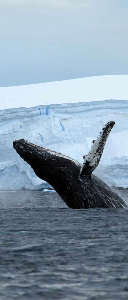 Humpback Whale In The Antarctica
