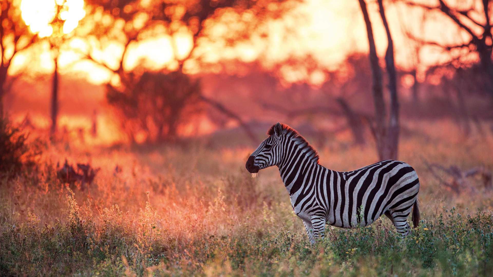 Zebra, Khwai, Botswana