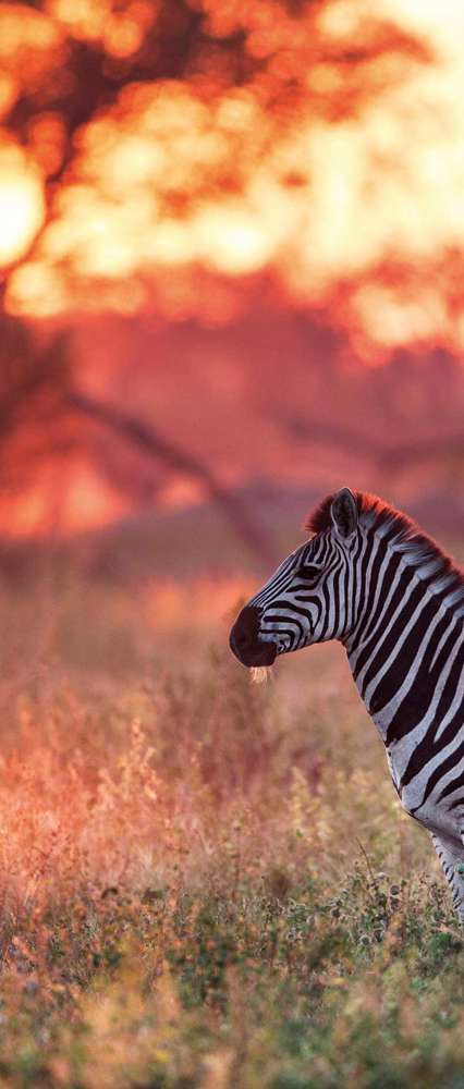 Zebra, Khwai, Botswana