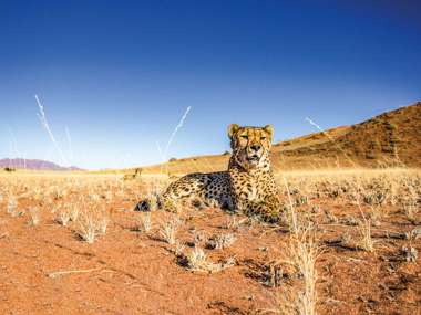 Cheetah Lying On Grass In The Dry Namibia Desert With Dunes In The Background, Namibia