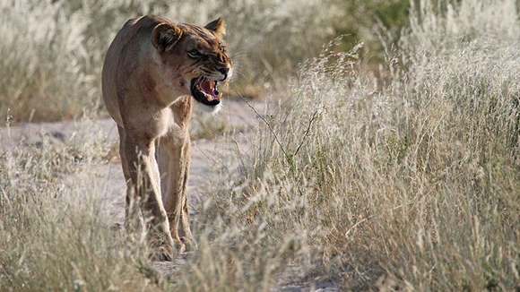 Lion baring teeth, Tau Pan Camp, Kalahari, Botswana