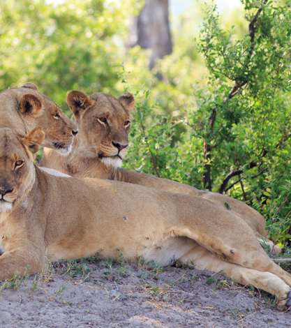 Lions, Hwange National Park, Zimbabwe